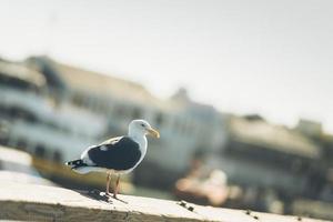 zeemeeuw op een pier foto