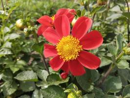 het beste rood dahlia natuurlijk bloem geweldig foto