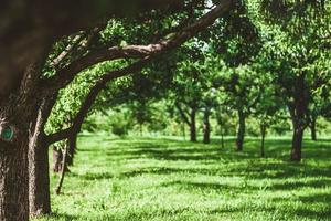 groen bomen en gras in zomer boomgaard foto