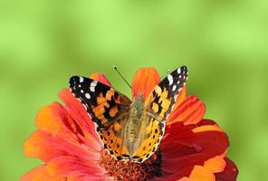geschilderd dame vlinder zittend Aan zinnia bloem over- groen achtergrond foto