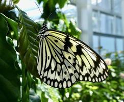papier vlieger vlinder Aan een groen blad foto