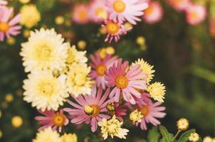 kleurrijke madeliefjebloemen foto