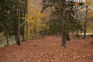 landschap vers lucht herfst blad vallen hoog bomen natuur foto