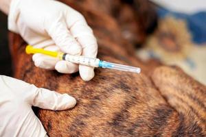 dierenarts houdt een spuit in handen om een zieke hond een injectie te geven foto