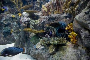 groot interieur van de aquarium Aan de Spaans eiland van Tenerife in loro park foto