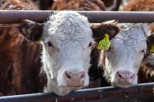 hereford vee boerderij foto