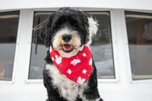 Portugees water hond Aan een boot Aan Canada dag foto