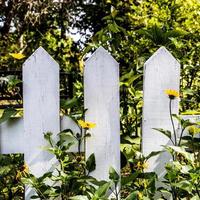 wit piket hek en geel bloemen foto