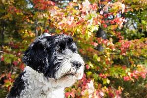 Portugees water hond en herfst bladeren foto