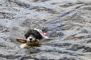 hond zwemmen met een stok foto