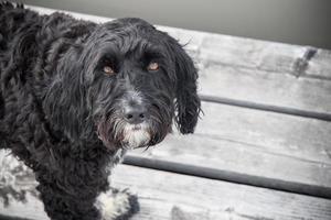 schattig zwart hond Aan een houten dok foto