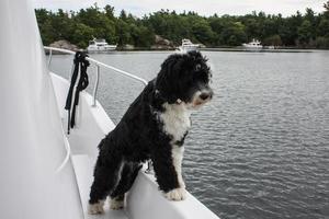 hond op zoek over- de kant van een boot foto