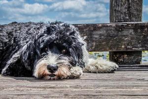 hond houdende Aan de promenade foto