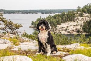 hond Bij de pas op Bij gedekt overdragen, ontario, Canada foto