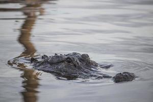 alligator in het water foto