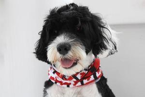 hond vervelend rood en wit bandana Aan Canada dag foto