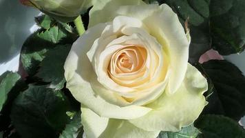 een mooi roos bloemen buitenshuis rozen in de tuin natuur achtergrond foto