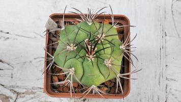 miniatuur huis bloemen vetplanten en cactus in de kas natuur achtergrond foto