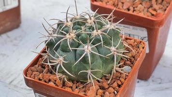 miniatuur huis bloemen vetplanten en cactus in de kas natuur achtergrond foto