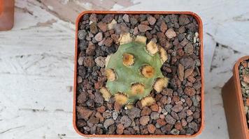 miniatuur huis bloemen vetplanten en cactus in de kas natuur achtergrond foto