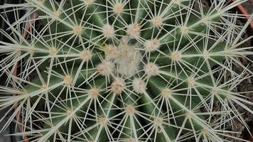 miniatuur huis bloemen vetplanten en cactus in de kas natuur achtergrond foto