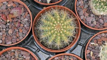 miniatuur huis bloemen vetplanten en cactus in de kas natuur achtergrond foto