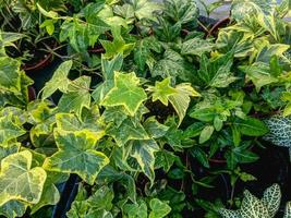 groen klimop bladeren groeit in de kas natuur achtergrond foto