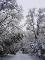 winter in de park landschap achtergrond foto