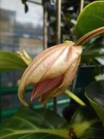 mooi medinilla bloem in de kas detailopname foto