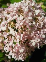 mooi bloeiend hortensia bloem in de kas detailopname foto