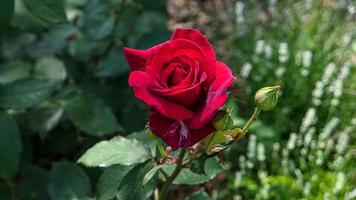 een mooi roos bloemen buitenshuis foto