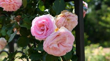 een mooi roos bloemen buitenshuis foto