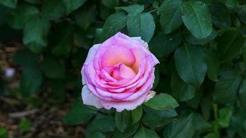 een mooi roos bloemen buitenshuis foto