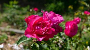 een mooi roos bloemen buitenshuis foto