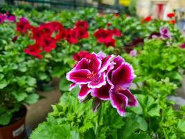 een mooi geraniums bloemen buitenshuis foto