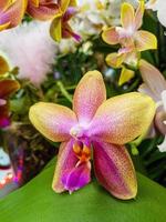 mooi phalaenopsis orchideeën foto