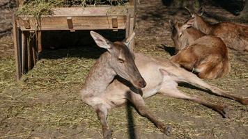 kulan in de woestijn portret in de dierentuin foto