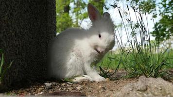 schattig pluizig wit konijn in groen gras buitenshuis foto