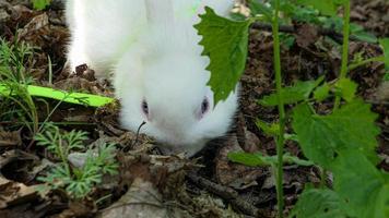 schattig pluizig wit konijn in groen gras buitenshuis foto