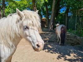 portret van een wit paard foto