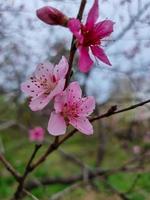 mooi sakura bloemen foto