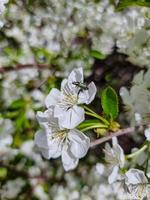 mooi sakura bloemen foto