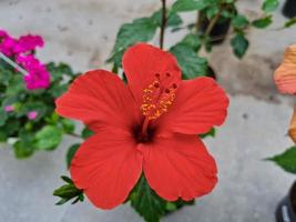 mooi hibiscus bloemen foto