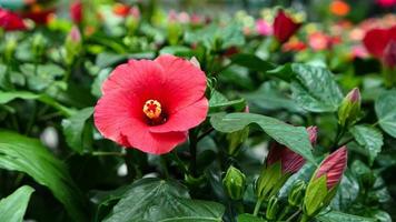 mooi hibiscus bloemen foto