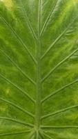 close-up van groene blad textuur foto