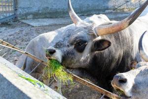 mooi koe portret in de dierentuin foto