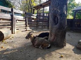 schattig schapen en geiten Aan de boerderij foto