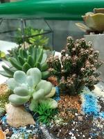 miniatuur huis bloemen vetplanten en cactus in de kas natuur achtergrond foto