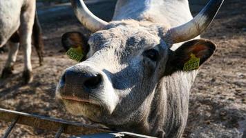 mooi koe portret in de dierentuin foto