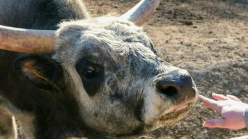 mooi koe portret in de dierentuin foto